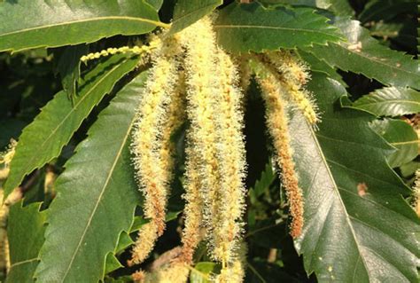 Castanea sativa - Sweet Chestnut