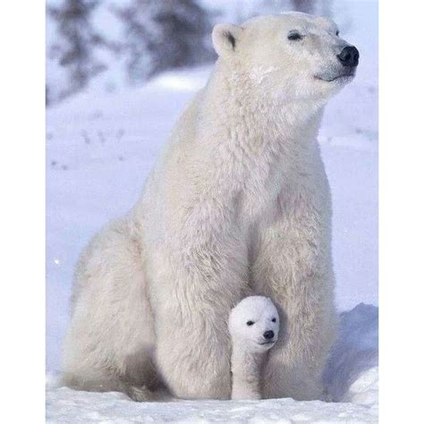 All white | Baby polar bears, Baby animals, Cute animals