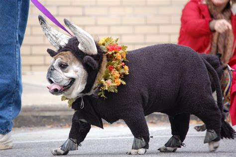 12 Scary Dog Costumes for Your Spooky Pooch | Dog costumes, Dog costume ...