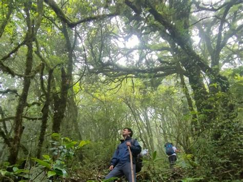 Dzukou valley trekking and camping tour package - NorthEast Guide