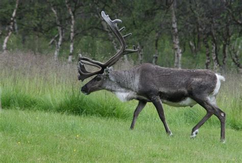 16 Morphological Difference Between Deer and Reindeer with Similarities ...