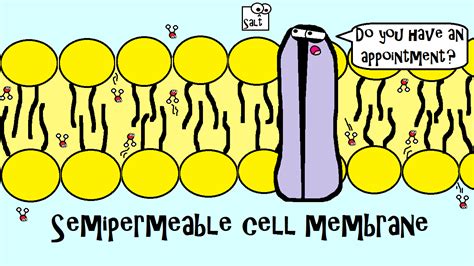 Pin by The Amoeba Sisters on Amoeba Sisters Images | Pinterest | Cell membrane, Learning and School