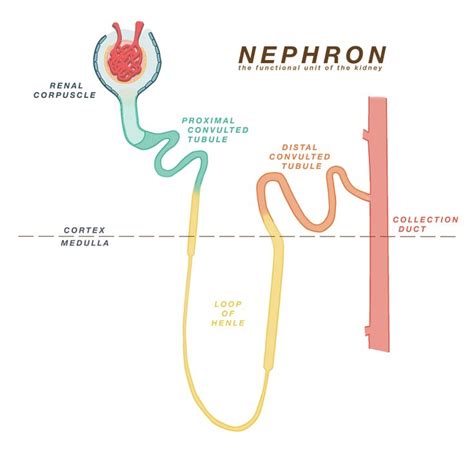 Physiology | Physiology, Loop of henle, Anatomy and physiology