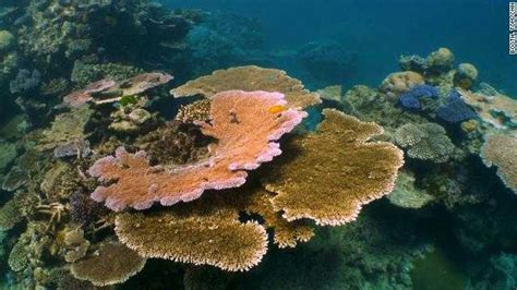 Scientists fight to save the Great Barrier Reef