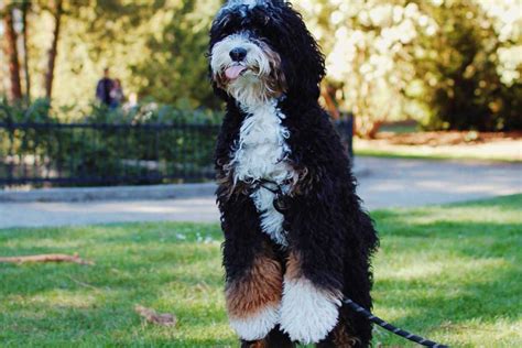 How Big Do Mini Bernedoodles Get