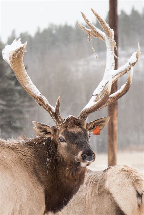 Meet the Animals From the Yukon Wildlife Preserve