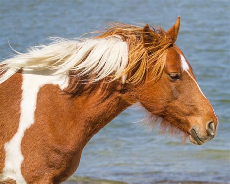 Chincoteague Ponies - Bill Golden Photography