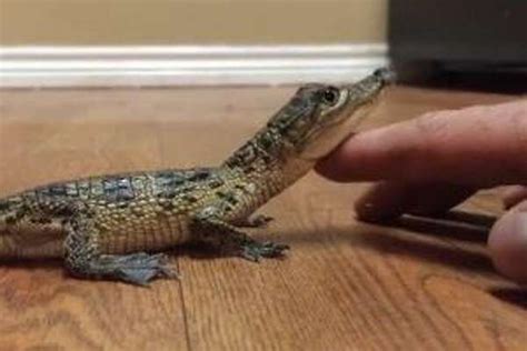 360+ Cute and Funny Crocodile Names - Animal Hype