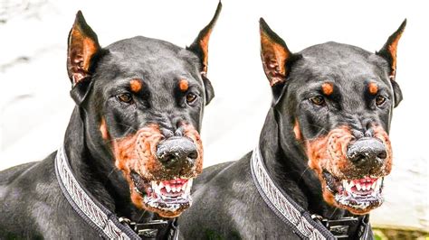 Doberman The Breed Created To Be Aggressive - YouTube