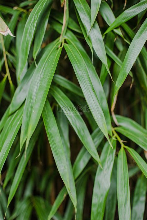 Close Up Texture Pattern Of Green Bamboo Leaves Picture And HD Photos ...