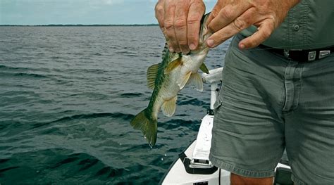 The Best Bass Fishing on Lake George | St. Johns River