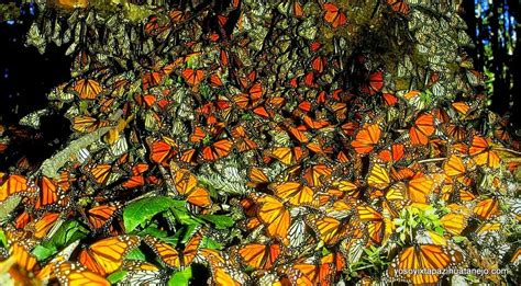 The Monarch Butterfly Migration and Mexico