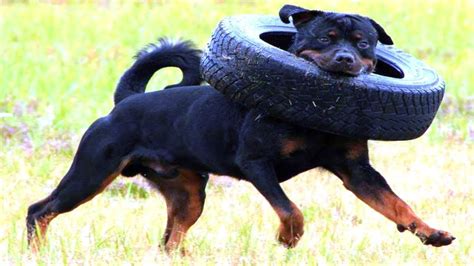 Rottweiler Funny, Cute Dogs, Funny Quotes, Hilarious, Rottweilers, Humor, Animals, Reference, Hope