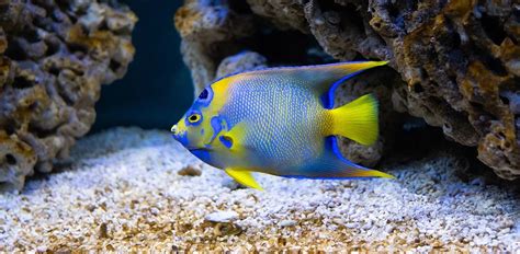 Saltwater Angelfish: Characteristics, Diet, Facts & More [Fact Sheet]