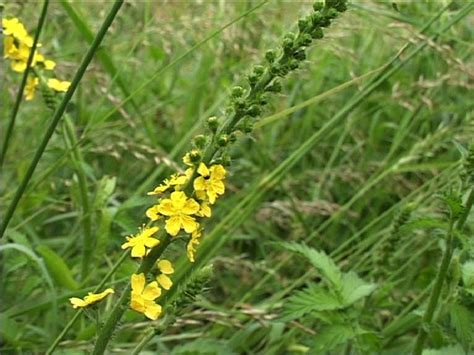 Agrimony - Bach Flower Learning Programme & Educational Resource