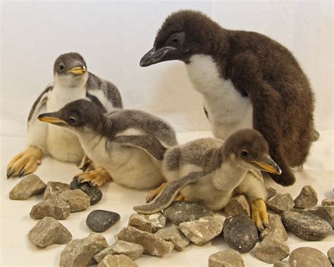 Gentoo Penguin Chicks Hatch at Tennessee Aquarium | Penguins, Pet birds, Zooborns