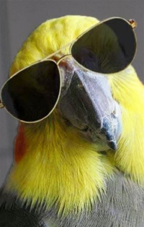 20 Funny Birds Photos. Try Not To Laugh - Animal Pics | Funny bird ...