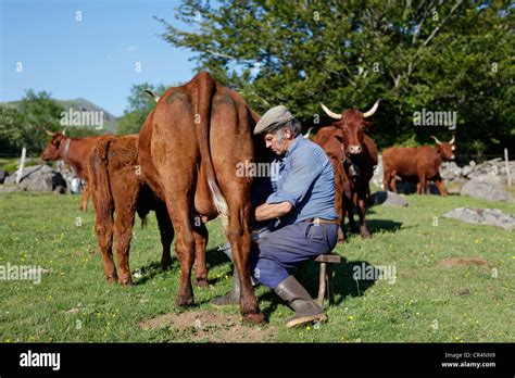 Farmer milking his cow by hand, Fontaine Salee reserve, Auvergne Volcanoes Regional Nature Park ...