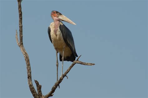 Order Ciconiiformes