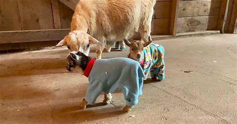 Baby goats. In pajamas. (What are you waiting for?) – Pet Buzz