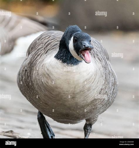 Angry Goose Attack