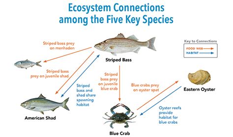 Ecosystem-Based Fisheries Management | Maryland Sea Grant