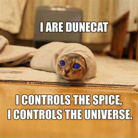 Dune Cat - Meme Cats