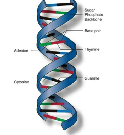 Why Does Dna Form A Double Helical Structure - Design Talk