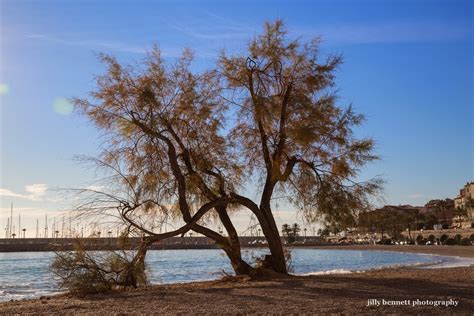 Menton Daily Photo: The Tamarix Tree