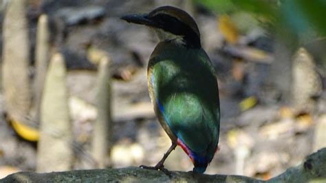 Mangrove Pitta bird found in Odisha