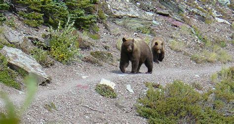 Wildlife of Glacier National Park: 6 Iconic Species