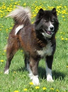 Canadian Eskimo Dog - Dog Breed Information, Photo, Care, History ...