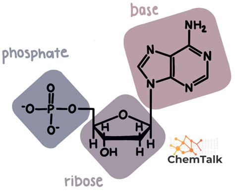 Nucleic Acids | ChemTalk