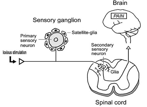 Ganglion Definition and Examples - Biology Online Dictionary