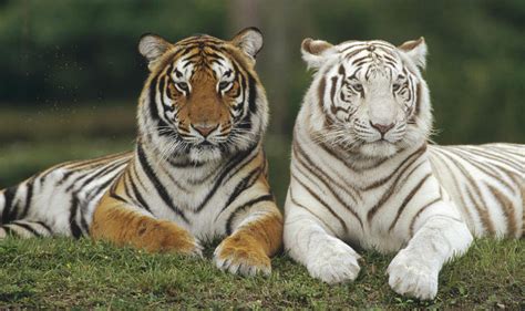 Tiger: The National Animal of South Korea