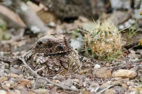 Some Birds Enter A Hibernation-Like State Called Torpor to Survive Winter's Chill | Audubon