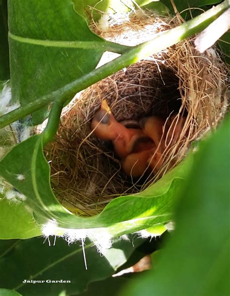 Jaipur Garden: Tailorbird nest spotted