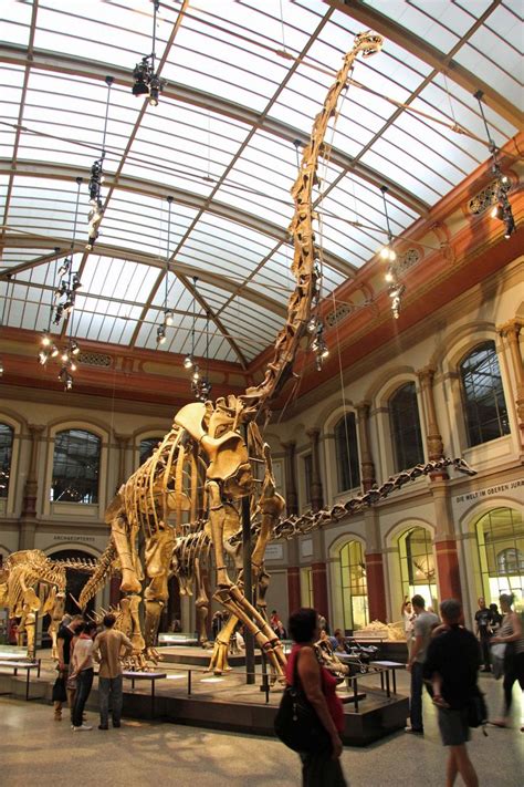 A Brachiosaurus skeleton in the World of Dinosaurs exhibition at the Museum für Naturkunde ...