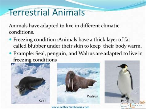 Class IV - Adaptations-How Animals Survive