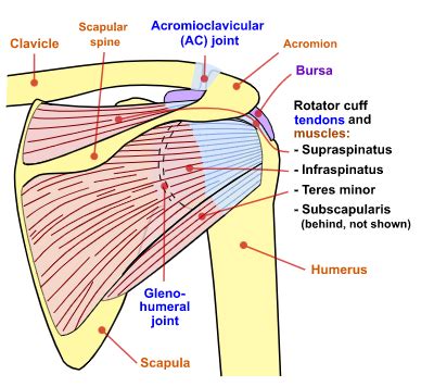 AC Joint Arthritis Surgery - From Consultation to Treatment - Dr. Van Thiel