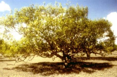 MANGROVE AVICENNIA EUCALYPTIPOLIA