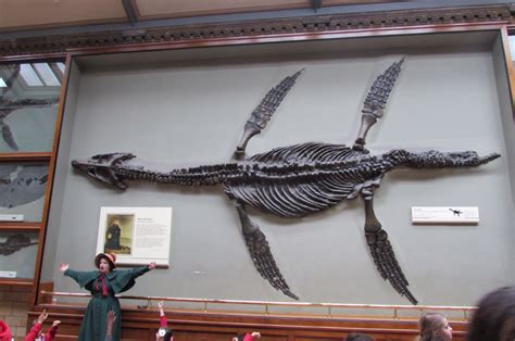 Mary Anning's Plesiosaur | Dinosaur fossils, Prehistoric animals, Prehistoric creatures