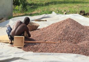 cocoa bean harvesting 08-15-19 - McKeany-Flavell