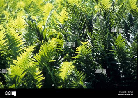 Fossil tree fern hi-res stock photography and images - Alamy