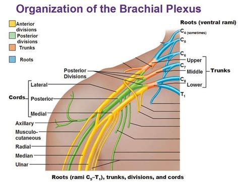 Pictures Of Brachial Plexus