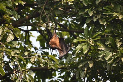 Brown Bat Hanging on a Tree Branch · Free Stock Photo