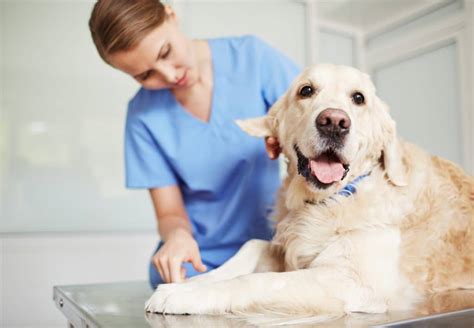 6 Best Liquid Glucosamine for Dogs : We Asked a Vet