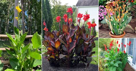 17 Tall Canna Lily Varieties + How Tall Do Canna Lilies Grow?