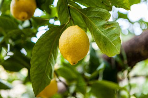 740+ Amalfi Coast Lemon Trees Stock Photos, Pictures & Royalty-Free Images - iStock