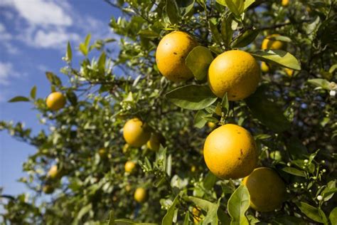 Historically Low Florida Citrus Production Forecast | Panhandle Agriculture